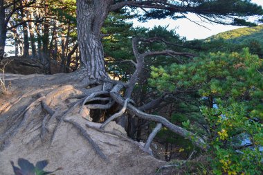 Rusya'nın Primorsky bölgesinde doğanın güzelliği