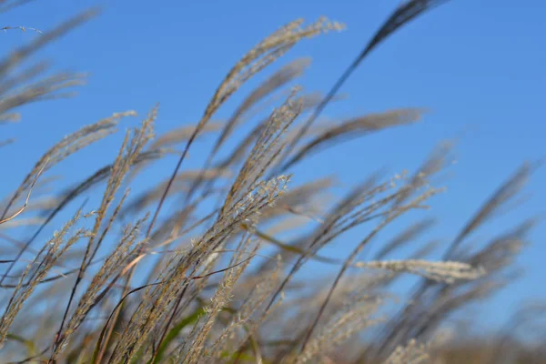 Schoonheid van de natuur in de regio Primorsky van Rusland — Stockfoto