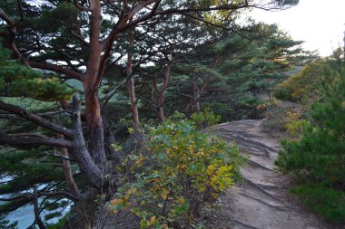 Rusya'nın Primorsky bölgesinde doğanın güzelliği