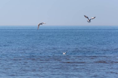 uçuş iki martı ve bir denizde yüzer