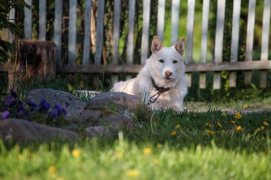 Beyaz köpek yatar ve ahşap çitleri izler.