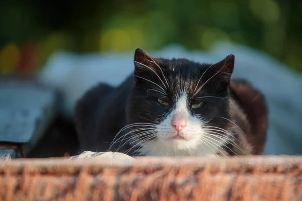 Kočka leží na dvoře a dívá se na kameru — Stock fotografie