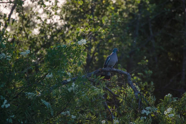 Голубь на ветке дерева в лесу — стоковое фото