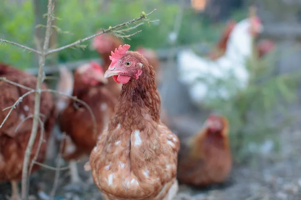 chicken in the chicken coop in the afternoon