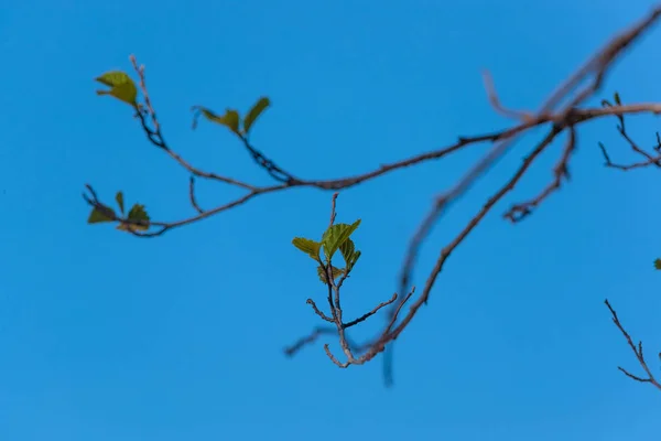 Ramo de uma árvore com folhas floridas — Fotografia de Stock