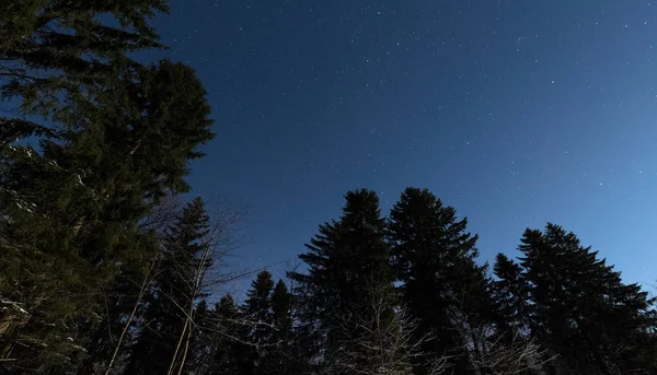 Starry sky in the winter forest — Stock Photo, Image