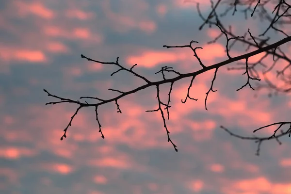 Vista al cielo a través de la rama . — Foto de Stock