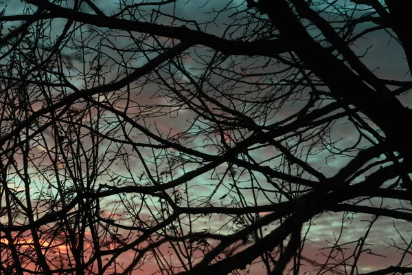 Vista al cielo a través de las ramas . — Foto de Stock