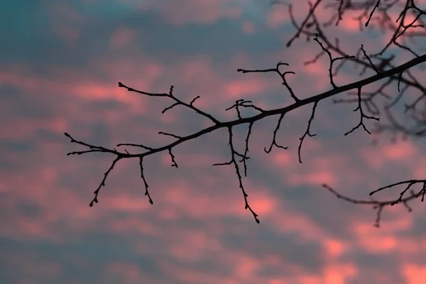 Vista para o céu através do ramo . — Fotografia de Stock