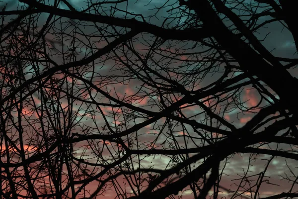 Vue vers le ciel à travers les branches . — Photo