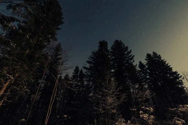 Зоряне небо в зимовому лісі — стокове фото