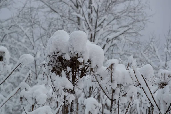 Bosque y plantas en la nieve — Foto de Stock