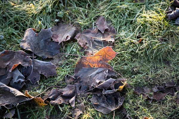 Feuilles gelées d'automne sur l'herbe — Photo