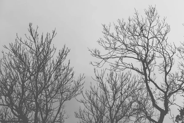 Silhouettes de vieux arbres secs sans feuilles — Photo