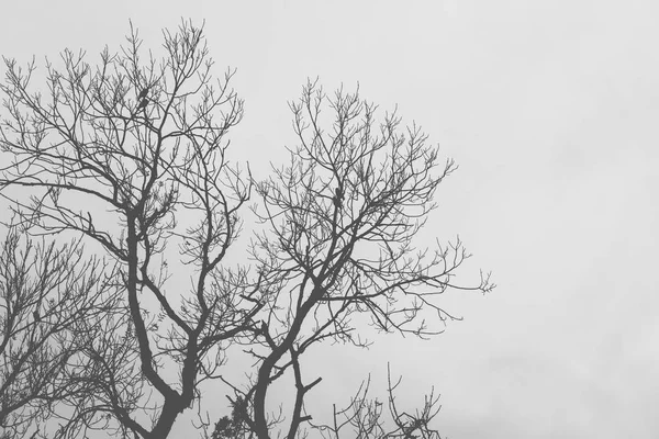 Silhouettes of old dry trees without leaves — Stock Photo, Image