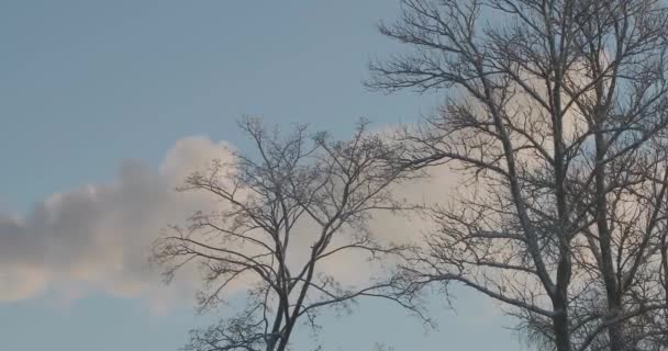 霜の間に煙突から白い厚い煙 — ストック動画