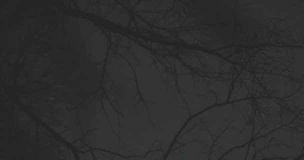 Κλαδιά δέντρων στο νυχτερινό πάρκο — Αρχείο Βίντεο