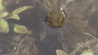 küçük girdap bir nehir de yakın