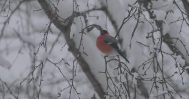 Kuş bir ağaç dalı kışın oturur.