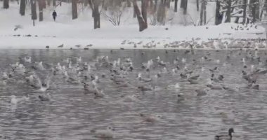 bir kış parkı bir gölet kuşlar