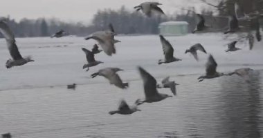 yavaş çekimde parkta gölet üzerinde uçan kuş sürüsü