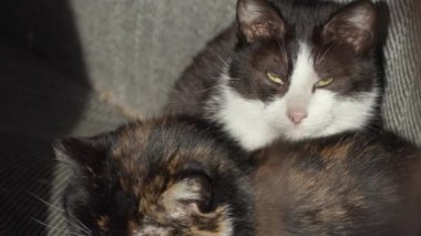 güneşte güneşlenme çok renkli yaşlı kedi