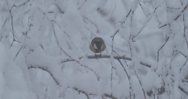 El pájaro se sienta en una rama de árbol en invierno — Vídeos de Stock