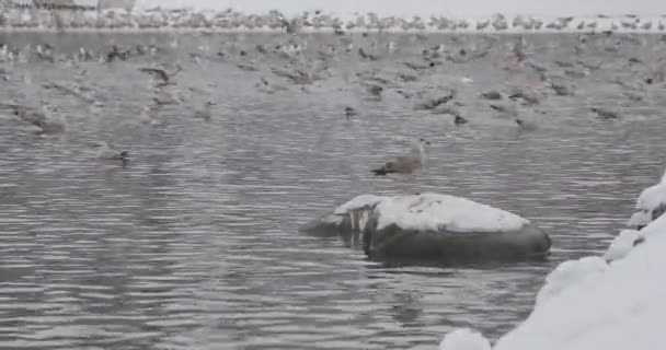 Pássaros em uma lagoa em um parque de inverno — Vídeo de Stock