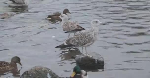 Uccelli in uno stagno in un parco invernale — Video Stock