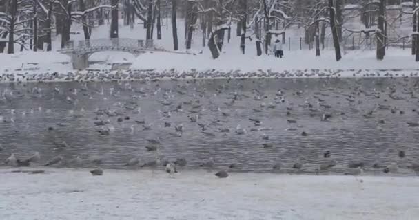 Fåglar i en damm i en Vinterpark — Stockvideo