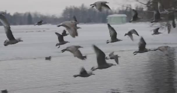 Стадо птиц, летящих над прудом в парке в замедленной съемке — стоковое видео