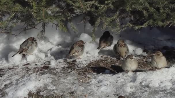 Gorriones bajo el árbol en la nieve — Vídeo de stock