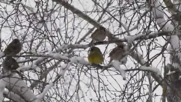 O pássaro senta-se em um ramo de árvore no inverno — Vídeo de Stock