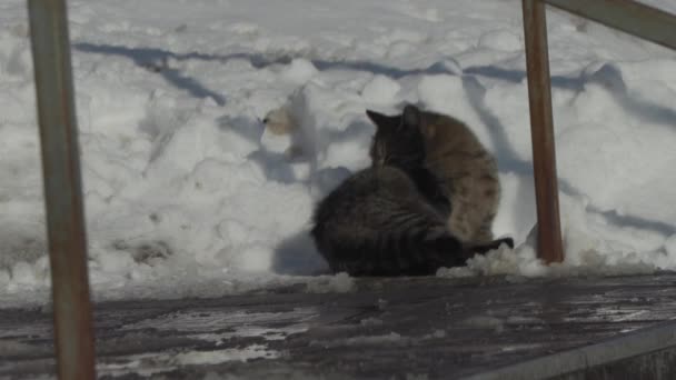 Двор кошки умывается зимой на солнце — стоковое видео