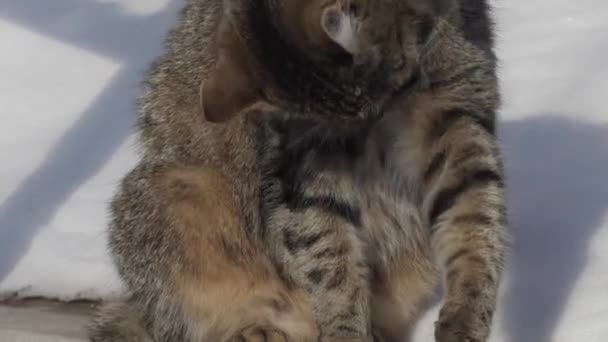 Werf kat wast zichzelf in de winter in de zon — Stockvideo