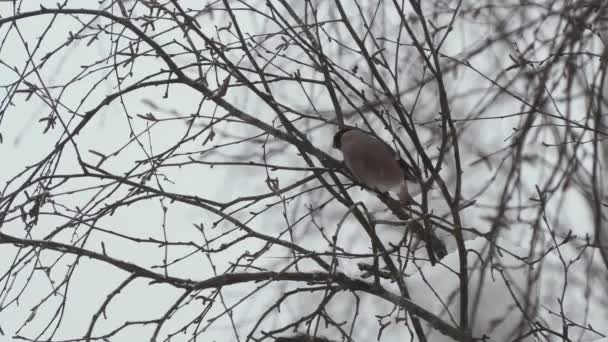 O pássaro senta-se em um ramo de árvore no inverno — Vídeo de Stock