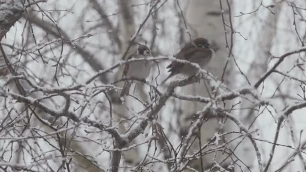 El pájaro se sienta en una rama de árbol en invierno — Vídeos de Stock