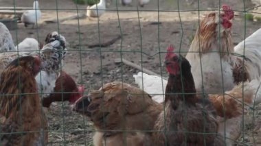 kınalar ve horozçiftlikte ki henhouse yürüyor