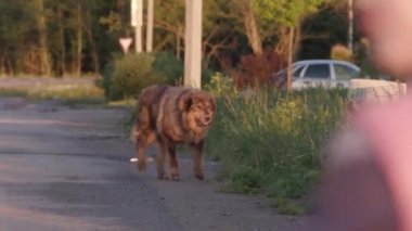 avlukırmızı köpek yaz güneşli bir günde sokakta yürür