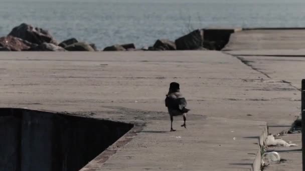 Corvo caminha no cais do mar — Vídeo de Stock