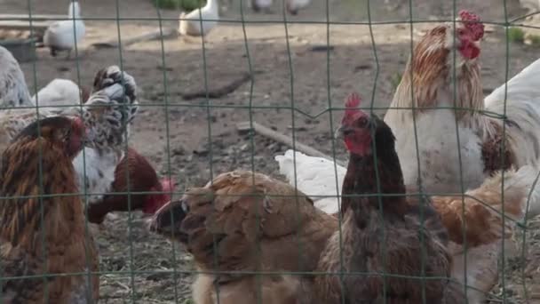 Gallinas y gallos están caminando en el gallinero de la granja — Vídeo de stock