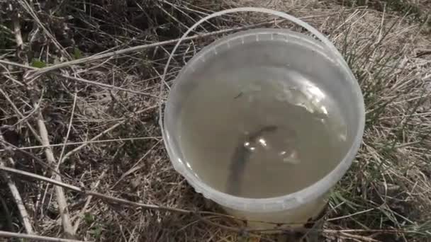 Crucianos recién capturados en un cubo transparente de plástico — Vídeo de stock