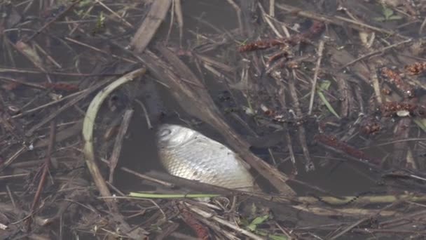 Oude dode vis in een vijver close-up — Stockvideo