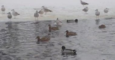 bir kış parkı bir gölet kuşlar