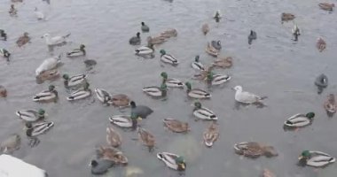 bir kış parkı bir gölet kuşlar