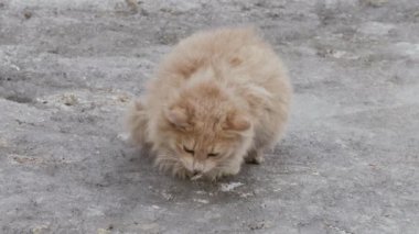 kışın dışında kırmızı sokak kedileri