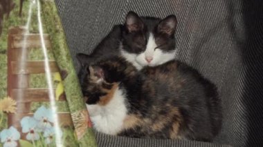 güneşte güneşlenme çok renkli yaşlı kedi