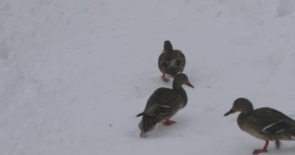 Vögel kämpfen im Park um Futter — Stockvideo