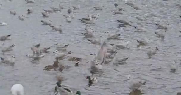 Aves en un estanque en un parque de invierno — Vídeos de Stock