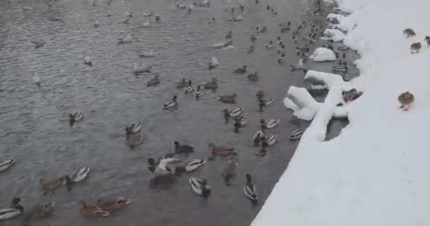 Птицы в пруду в зимнем парке — стоковое видео